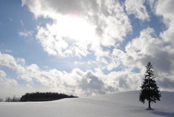 クリスマスツリーの木