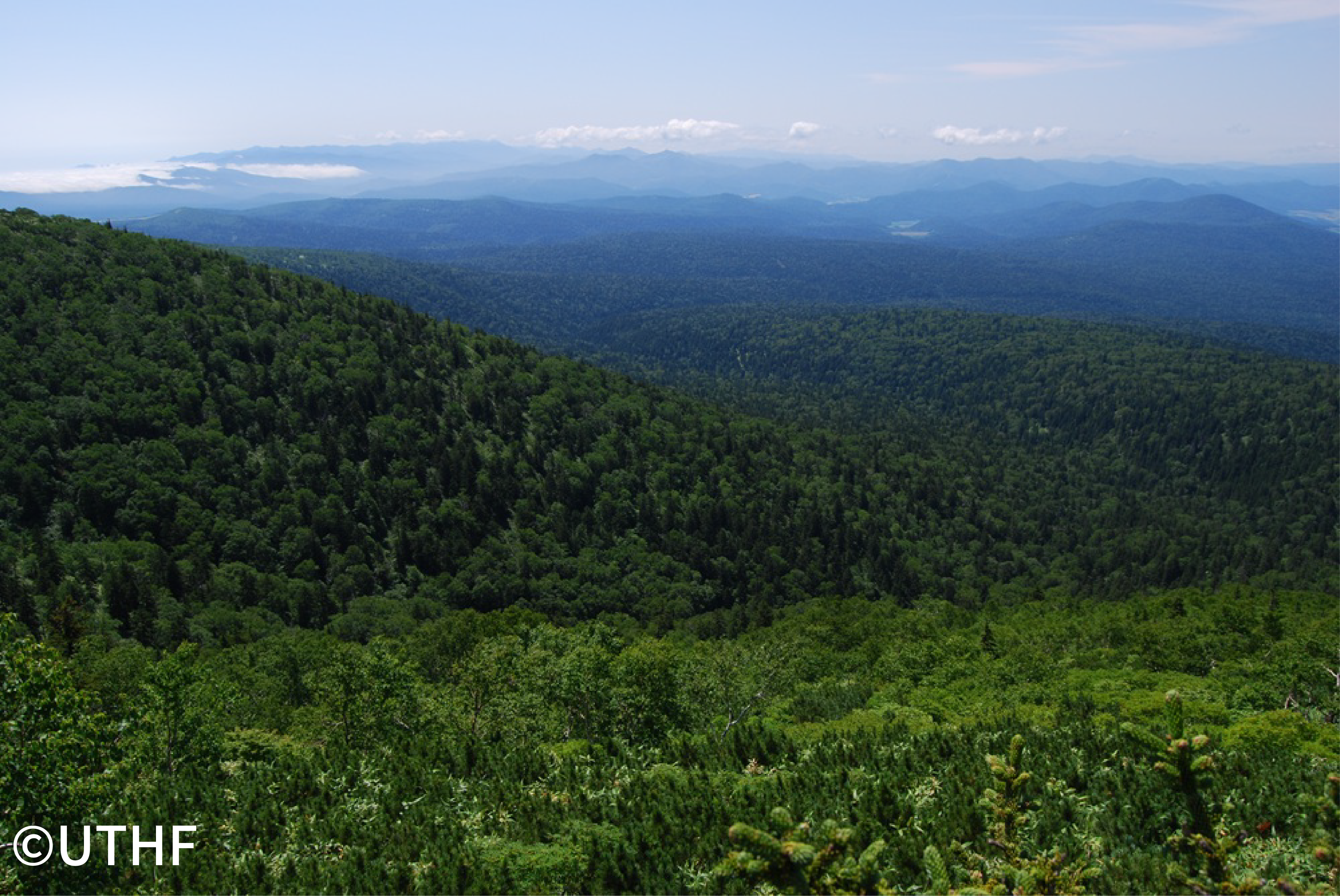 UTokyo Hokkaido Forest