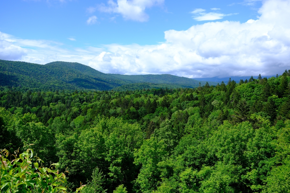 UTokyo Hokkaido Forest